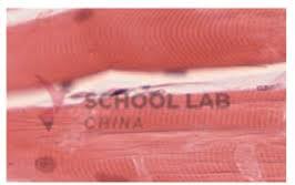 Prepared Microscope Slide - Human Cardiac Muscle Section